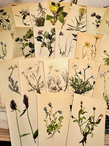 Set chromolithograph 1889 - set,