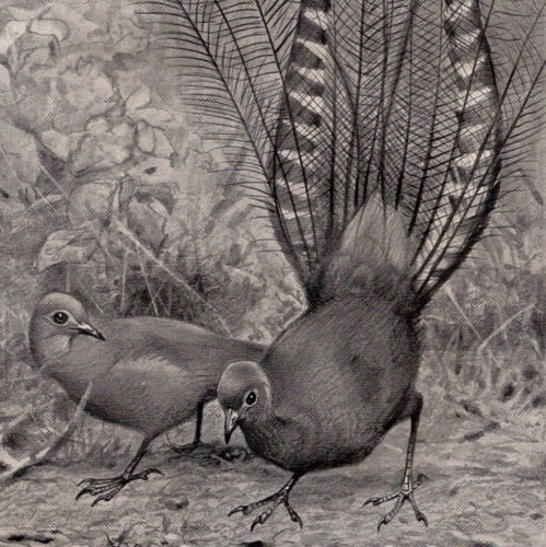 Superb lyrebird courtship - superb,