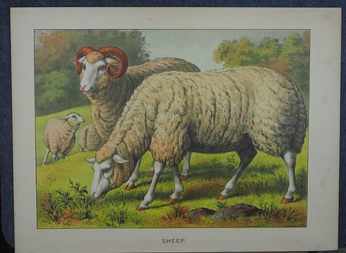 Sheep lamb grazing in - sheep,