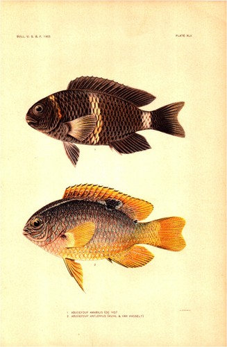 Abudefduf amabilis anterius - abudefduf,