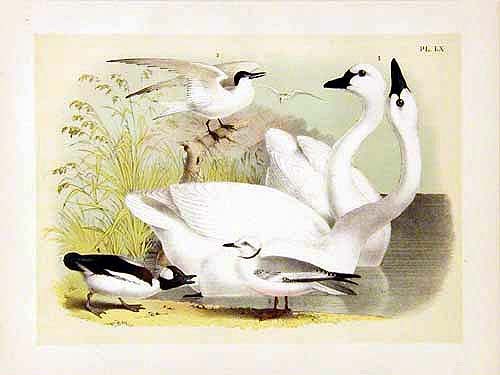 Original 1888 studer birds - studer, of