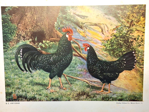 Original 1925 anconas - 1925, c