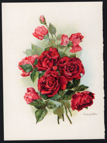 C1907 tiny botanical frances - botanical,